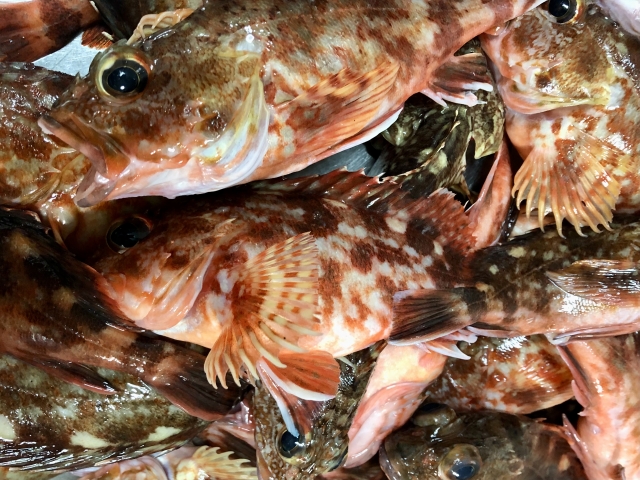 食べて美味しい旬｜カサゴ,生態,習性,捕食行動,生息域