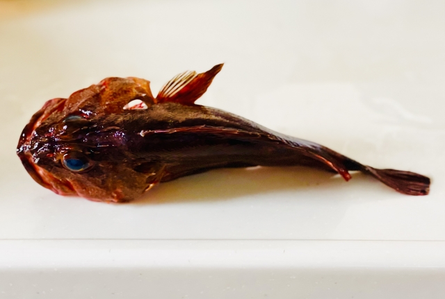 生息域｜カサゴ,生態,習性,捕食行動,釣り方