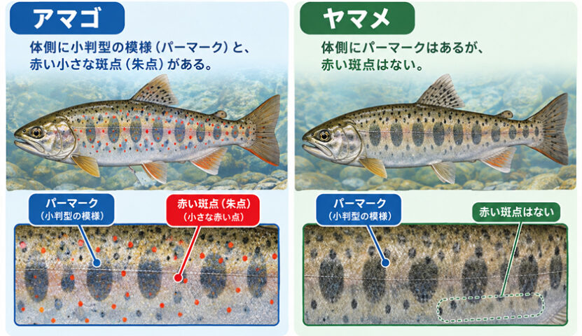 アマゴとヤマメの違い|アマゴ,生態,習性,食性,釣り方