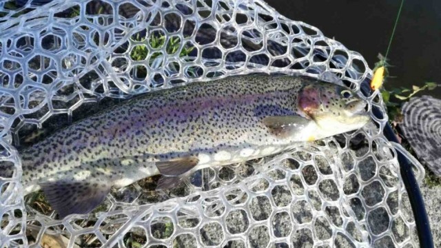 攻略メソッド|エリアトラウト,時期シーズン,釣り方,管理釣り場